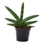 Sansevieria Skyline kamerplant