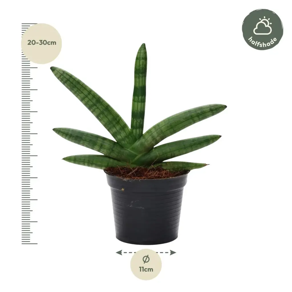 Sansevieria Skyline kamerplant