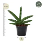 Sansevieria Skyline kamerplant