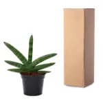 Sansevieria Skyline kamerplant