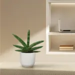 Sansevieria Skyline kamerplant