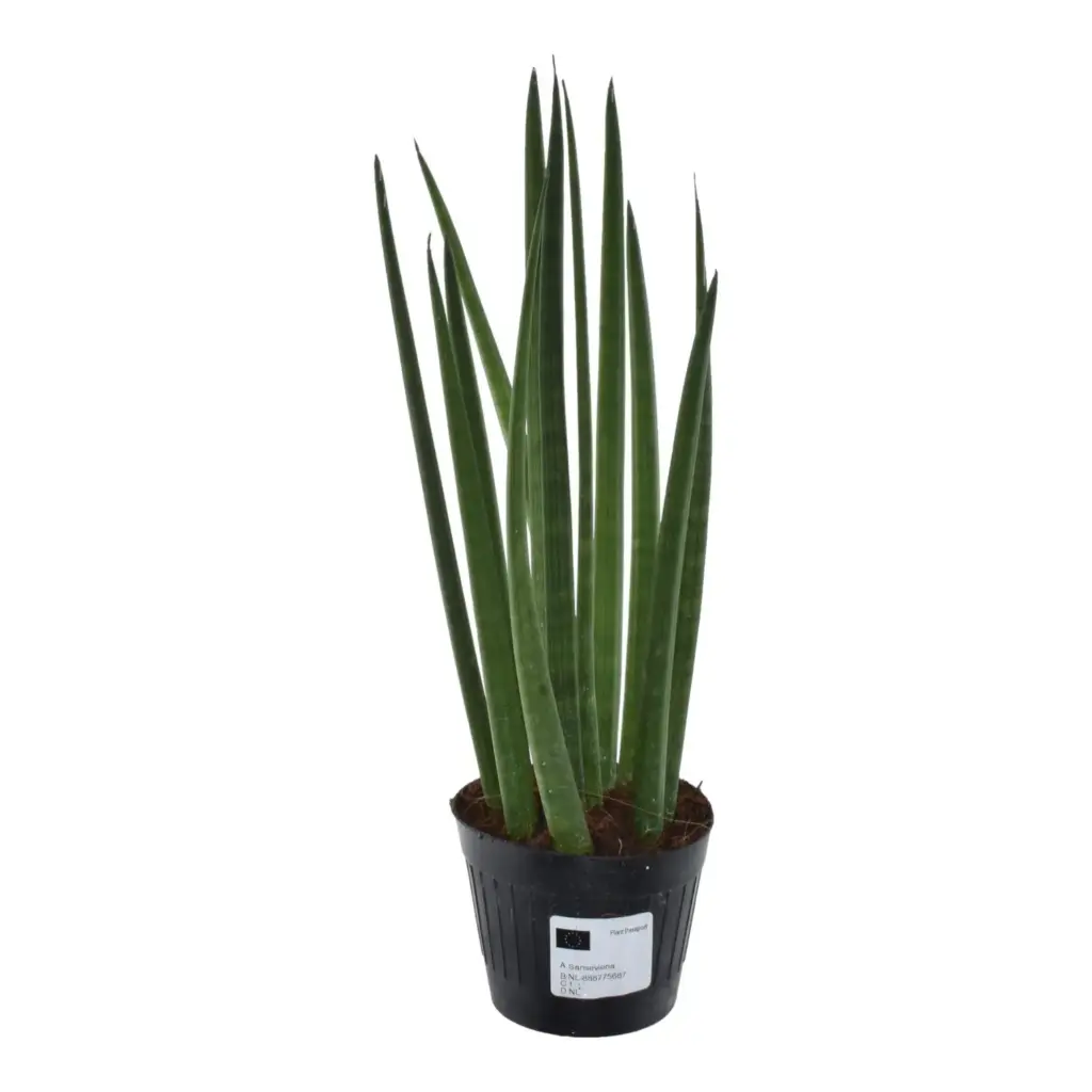 Sansevieria cylindrica 'Bacularis' kamerplant – Mikado