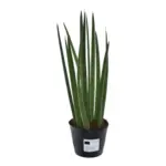 Sansevieria cylindrica 'Bacularis' kamerplant – Mikado