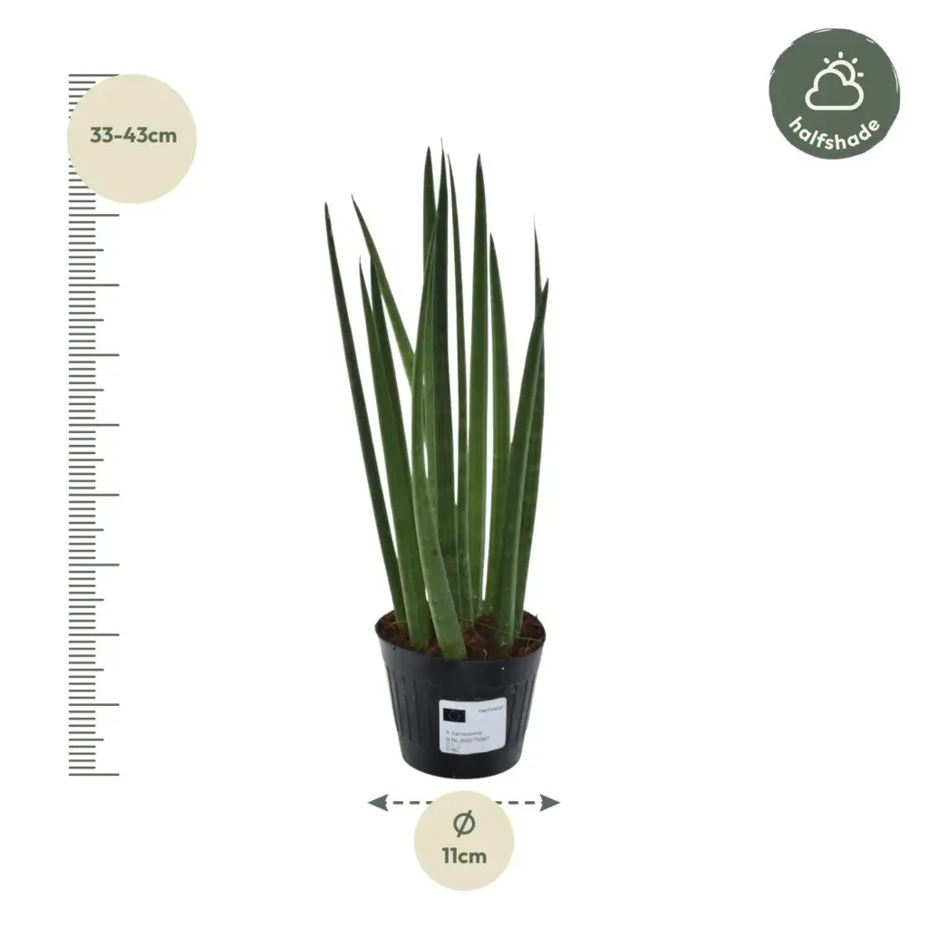 Sansevieria cylindrica 'Bacularis' kamerplant – Mikado