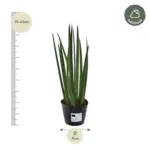 Sansevieria cylindrica 'Bacularis' kamerplant – Mikado