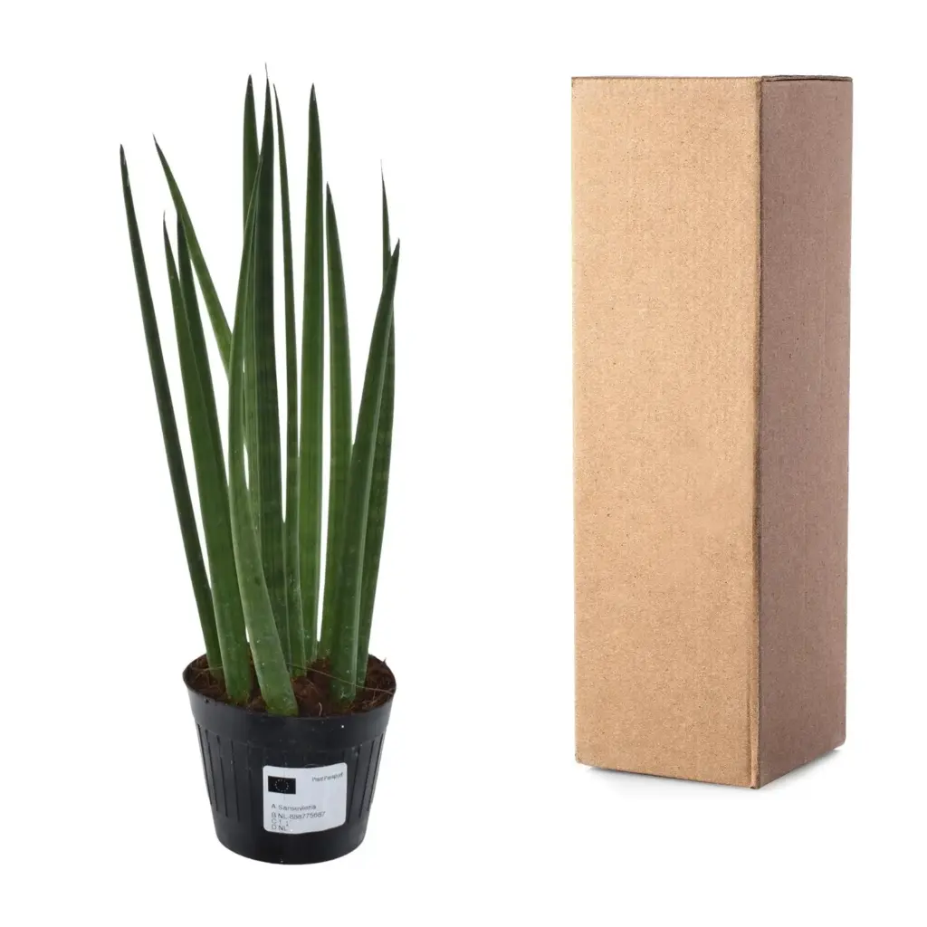 Sansevieria cylindrica 'Bacularis' kamerplant – Mikado