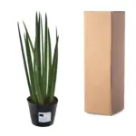 Sansevieria cylindrica 'Bacularis' kamerplant – Mikado
