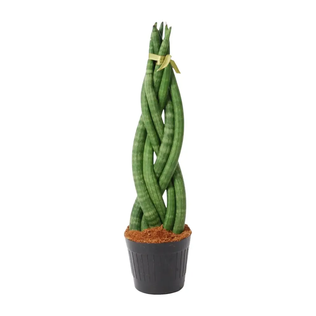 Sansevieria cylindrica 'Twist' kamerplant – gevlochten look