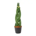 Sansevieria cylindrica 'Twist' kamerplant – gevlochten look