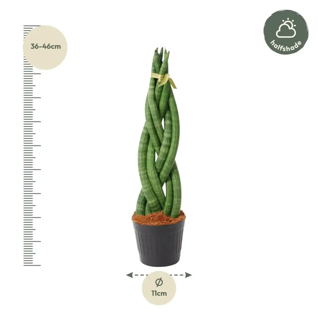 Sansevieria cylindrica 'Twist' kamerplant – gevlochten look