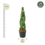 Sansevieria cylindrica 'Twist' kamerplant – gevlochten look