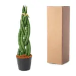 Sansevieria cylindrica 'Twist' kamerplant – gevlochten look