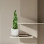 Sansevieria cylindrica 'Twist' kamerplant – gevlochten look