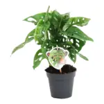 Monstera obliqua 'Monkey Leaf' kamerplant