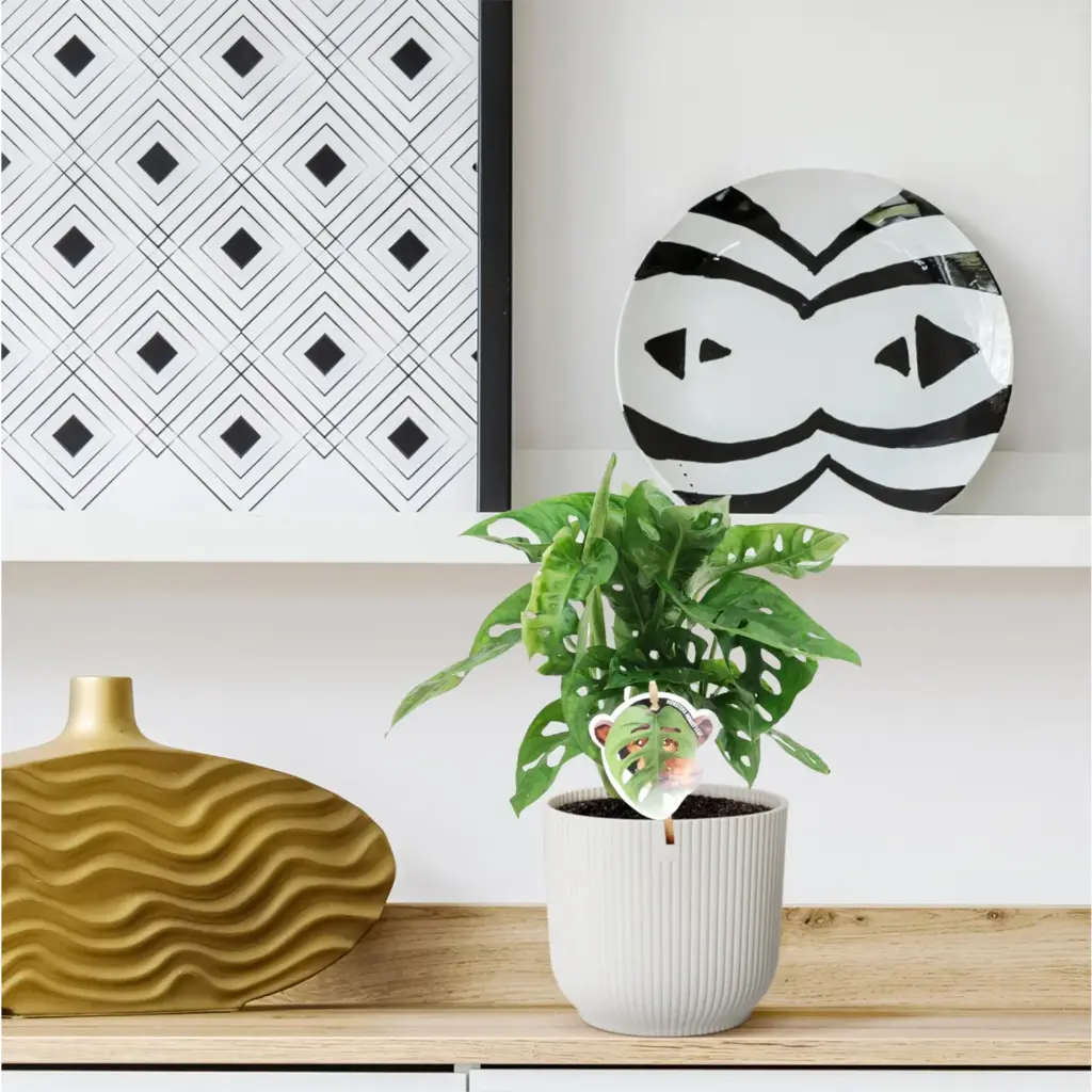 Monstera obliqua 'Monkey Leaf' kamerplant