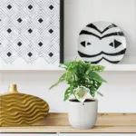 Monstera obliqua 'Monkey Leaf' kamerplant