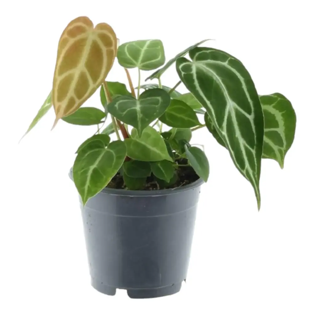 Anthurium Crystallinum kamerplant