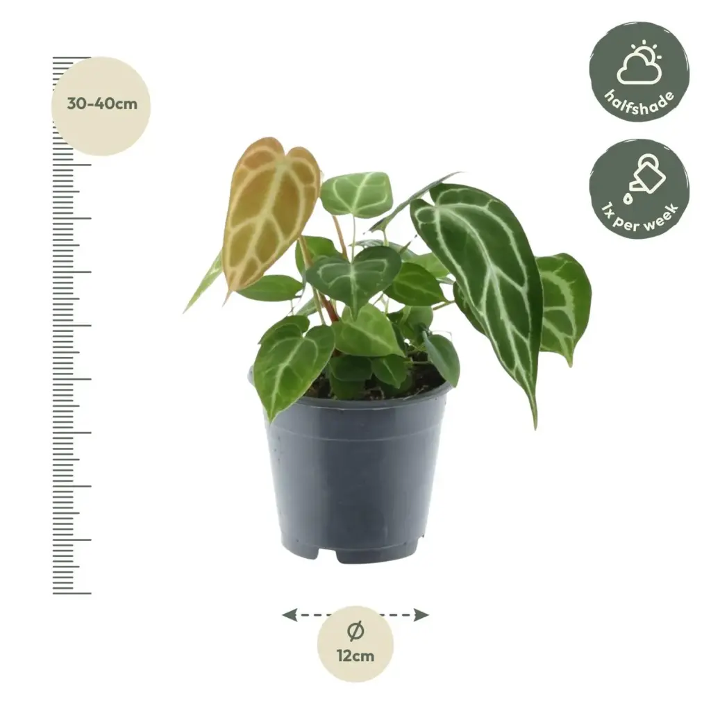 Anthurium Crystallinum kamerplant