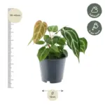 Anthurium Crystallinum kamerplant