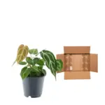 Anthurium Crystallinum kamerplant