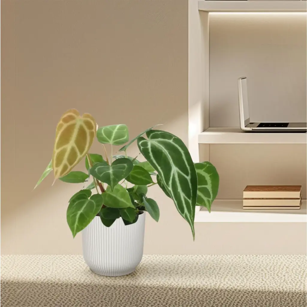 Anthurium Crystallinum kamerplant