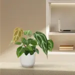 Anthurium Crystallinum kamerplant