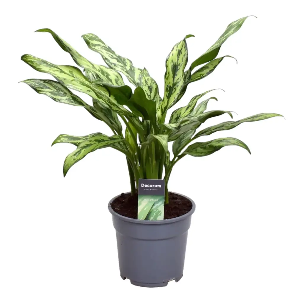 Aglaonema Juliette kamerplant