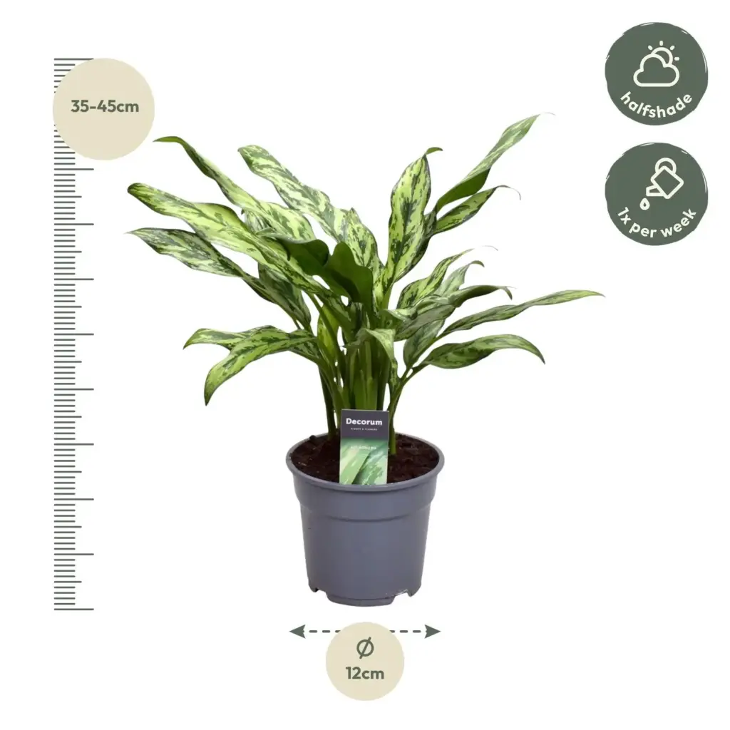 Aglaonema Juliette kamerplant