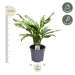 Aglaonema Juliette kamerplant