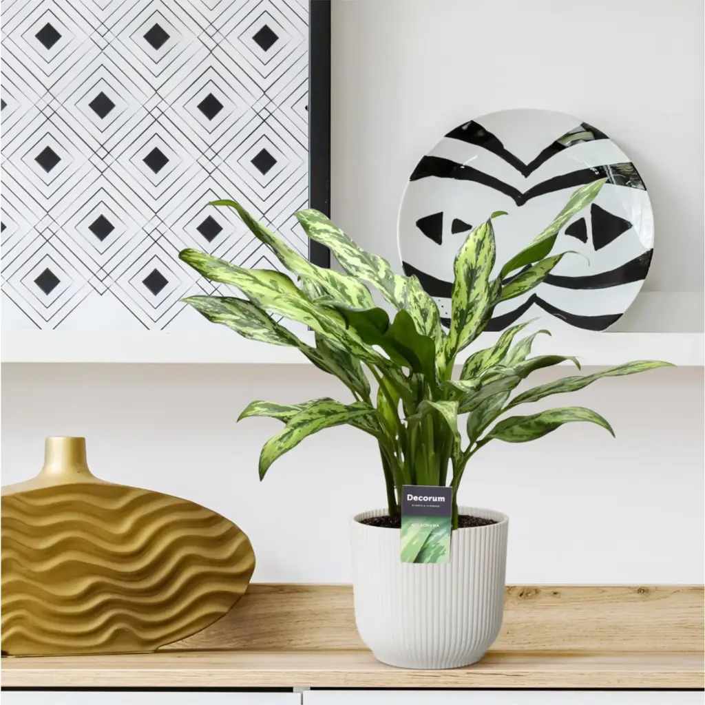 Aglaonema Juliette kamerplant
