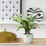 Aglaonema Juliette kamerplant