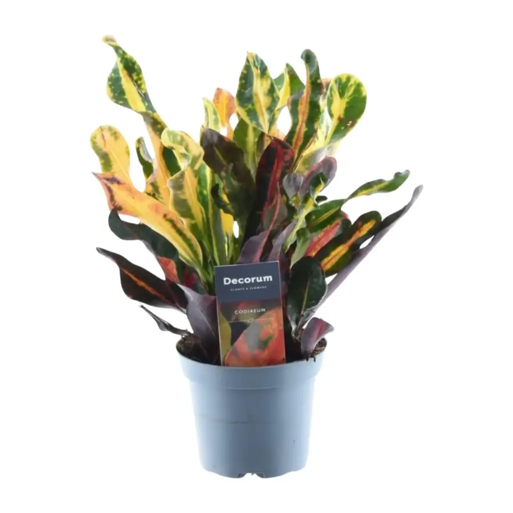 Codiaeum variegatum 'Mammi' kamerplant – kroton