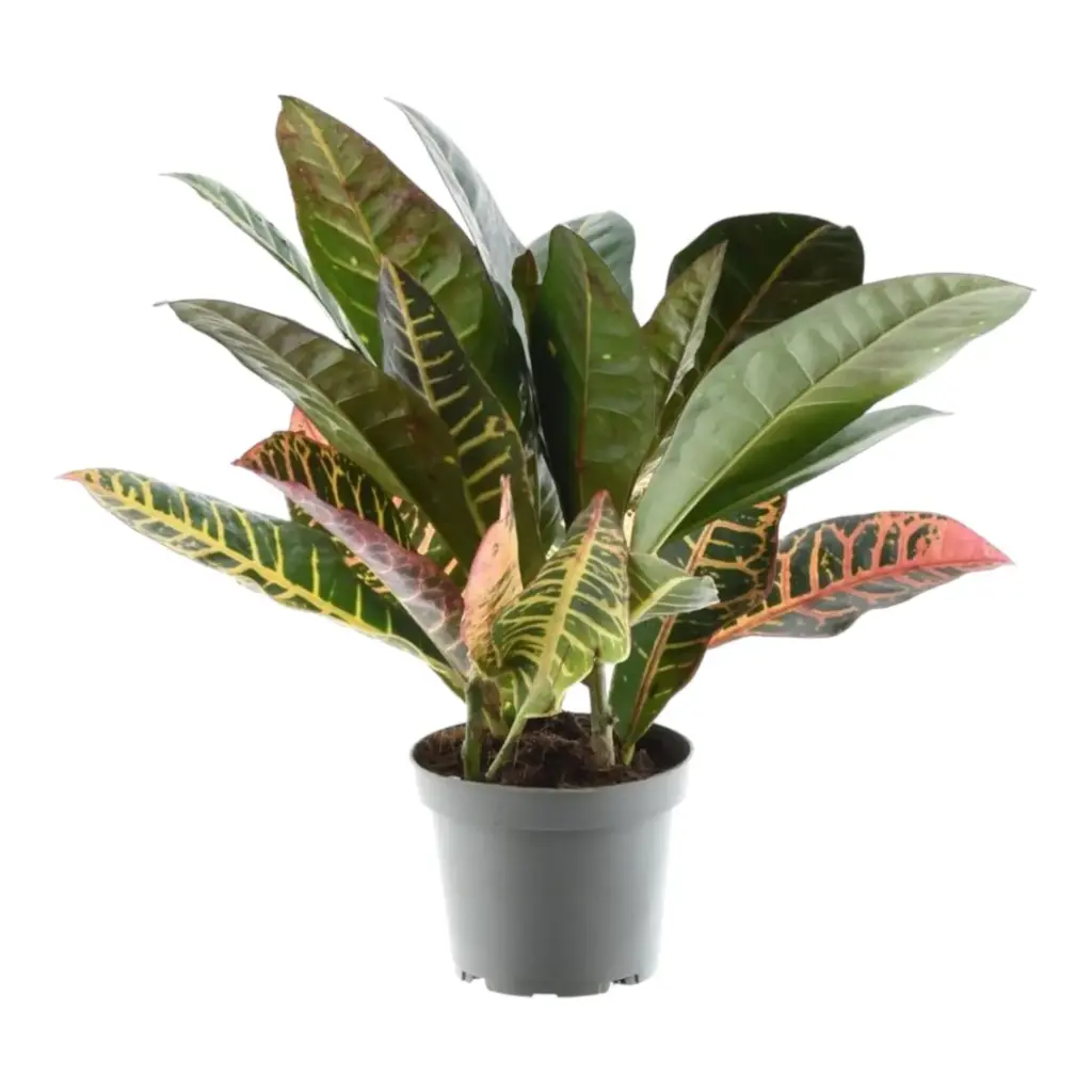 Codiaeum variegatum 'Petra' kamerplant – kroton