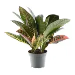 Codiaeum variegatum 'Petra' kamerplant – kroton