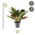 Codiaeum variegatum 'Petra' kamerplant – kroton