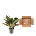 Codiaeum variegatum 'Petra' kamerplant – kroton