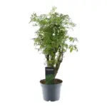 Polyscias Hawaiiana Ming kamerplant