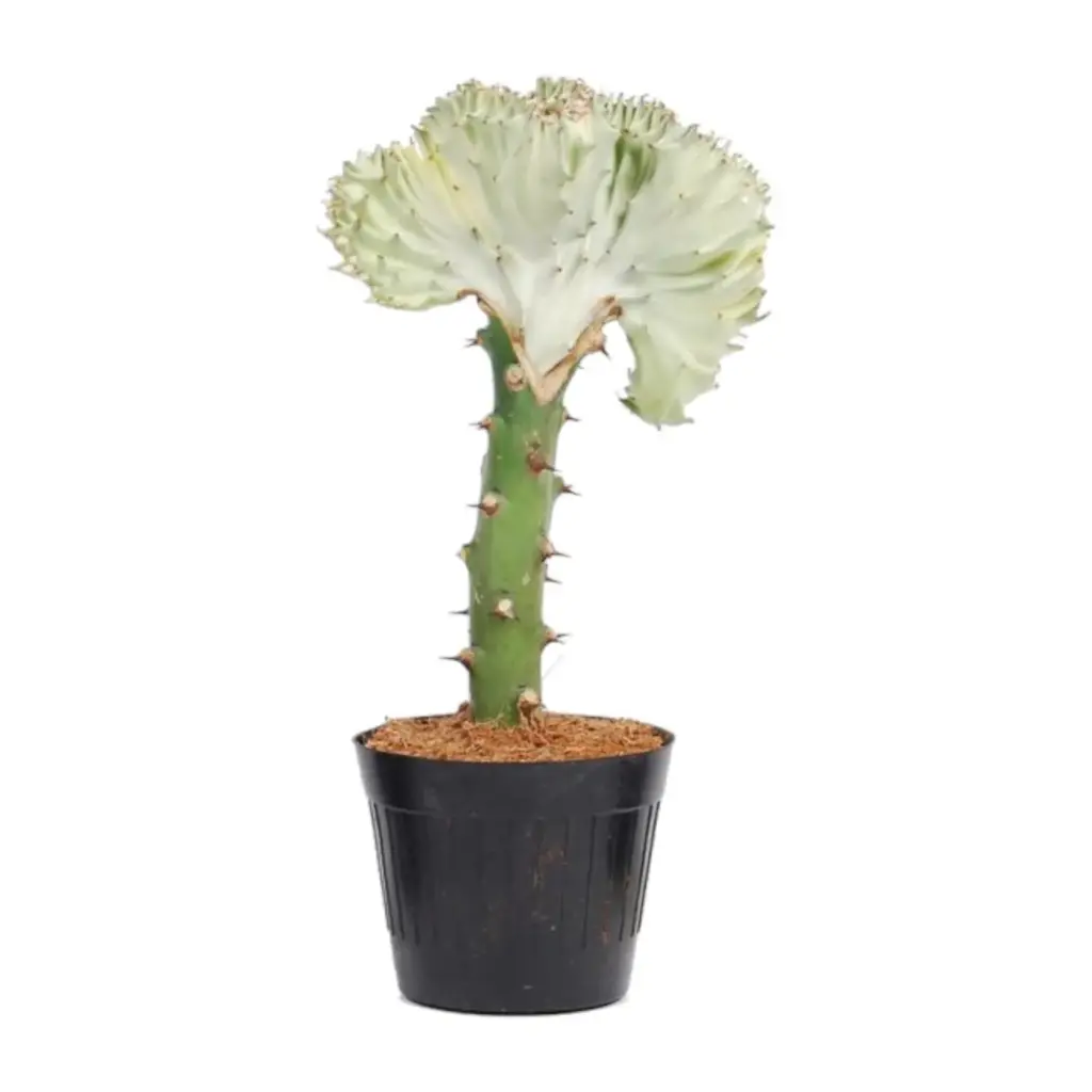 Euphorbia lactea Cristata wit – bijzondere kamerplant