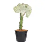 Euphorbia lactea Cristata wit – bijzondere kamerplant