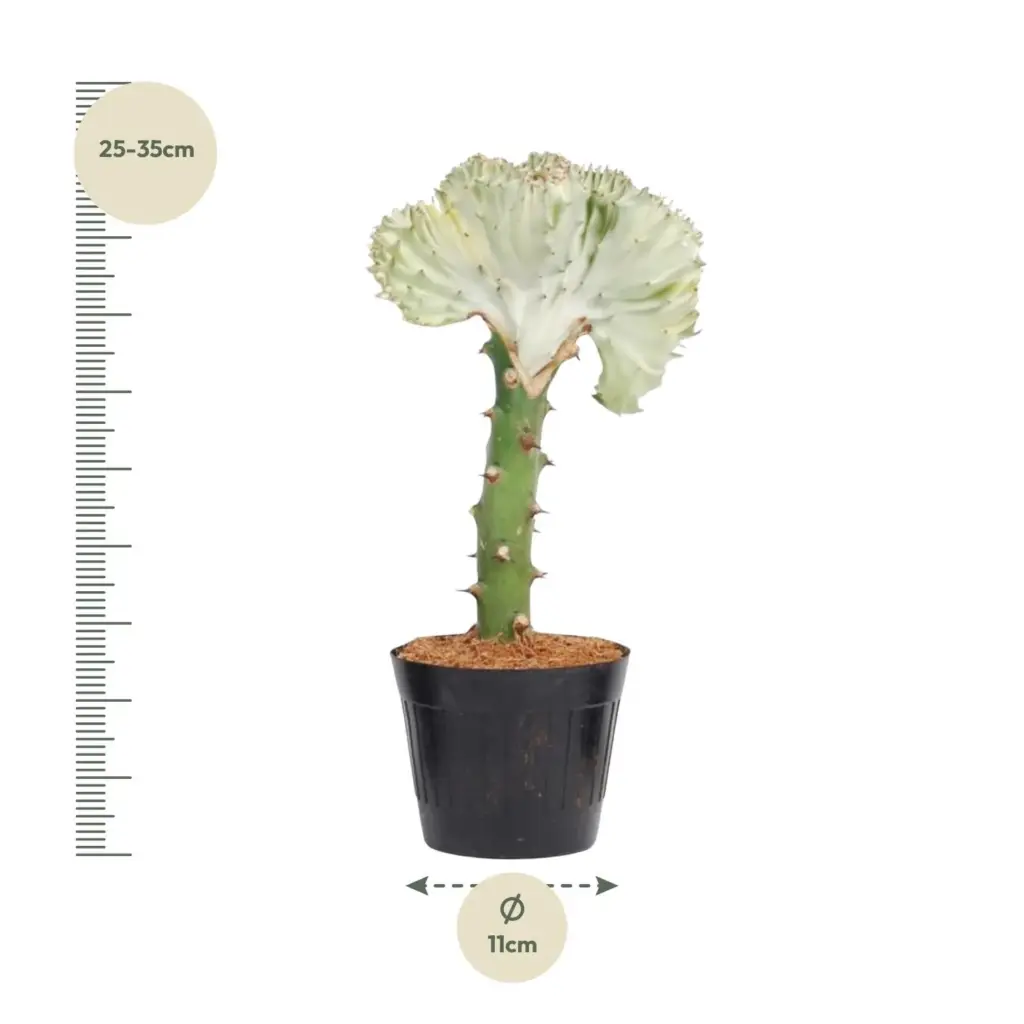 Euphorbia lactea Cristata wit – bijzondere kamerplant