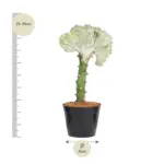 Euphorbia lactea Cristata wit – bijzondere kamerplant