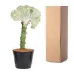 Euphorbia lactea Cristata wit – bijzondere kamerplant