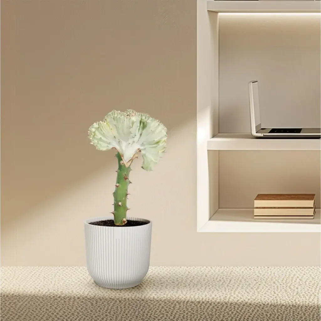 Euphorbia lactea Cristata wit – bijzondere kamerplant