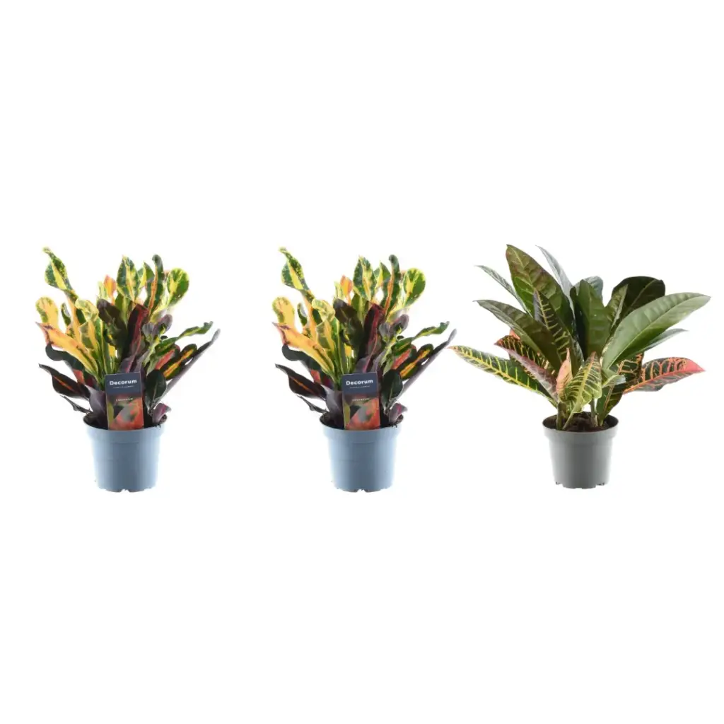 3x Croton Codiaeum mix – kleurrijke kamerplant