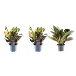 3x Croton Codiaeum mix – kleurrijke kamerplant