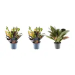 3x Croton Codiaeum mix – kleurrijke kamerplant