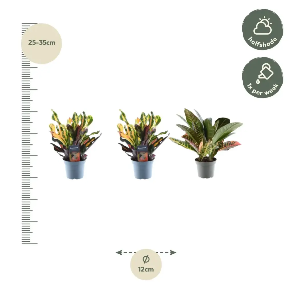 3x Croton Codiaeum mix – kleurrijke kamerplant