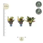 3x Croton Codiaeum mix – kleurrijke kamerplant