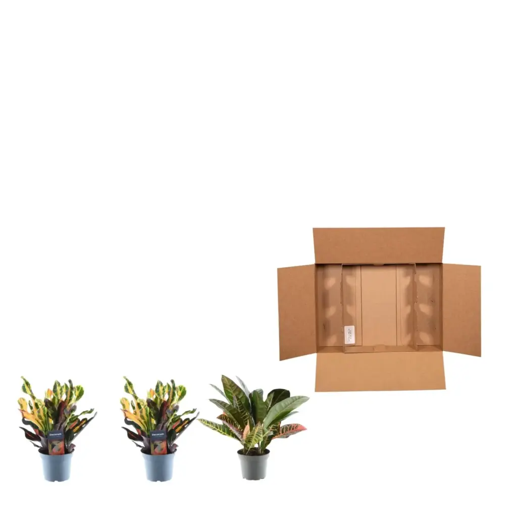 3x Croton Codiaeum mix – kleurrijke kamerplant