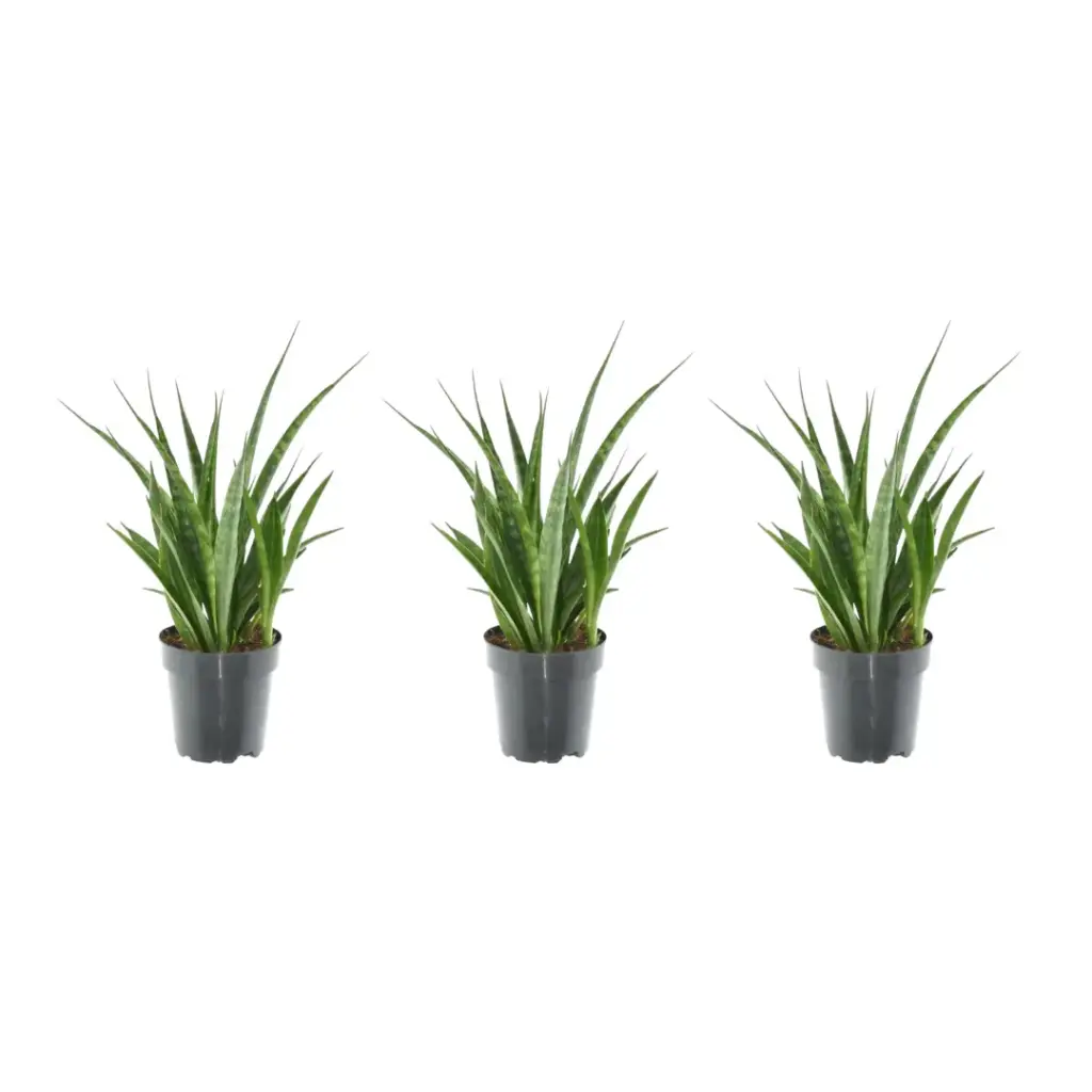 3x Sansevieria Kirkii – kamerplant set van drie